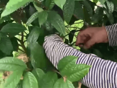 Người nông dân hái là trà Hoa Vàng