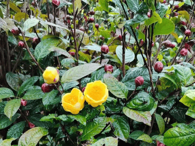 Vẻ đẹp kỳ bí của Trà Hoa Vàng