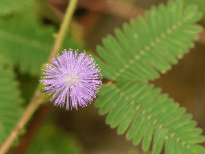 Thảo mộc tự nhiên