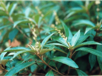 Thảo mộc tự nhiên
