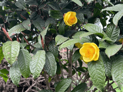 Trà hoa vàng, thiên nhiên thuần khiết