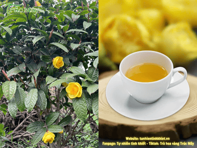 Mệt mỏi ư ? Hãy để Trà hoa vàng - Món quà cho sức khoẻ chữa lành