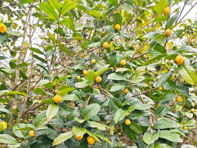 Trà hoa vàng - Món quà từ thiên nhiên(ảnh minh họa)