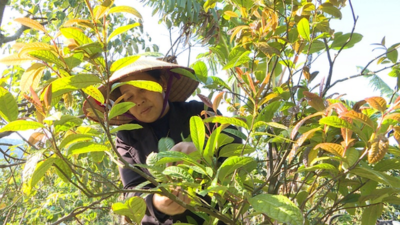 Người nông dân chăm sóc cây Trà hoa vàng (ảnh minh hoạ)