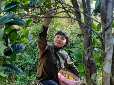 Người nông dân hái Trà hoa vàng (ảnh minh hoạ)