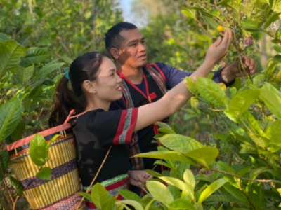 Người dân bản Mạ hái hoa trà hoa vàng (ảnh minh hoạ)