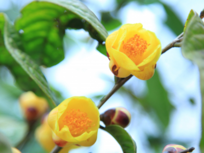 Trà hoa vàng - Thảo dược thiên nhiên (ảnh minh hoạ)