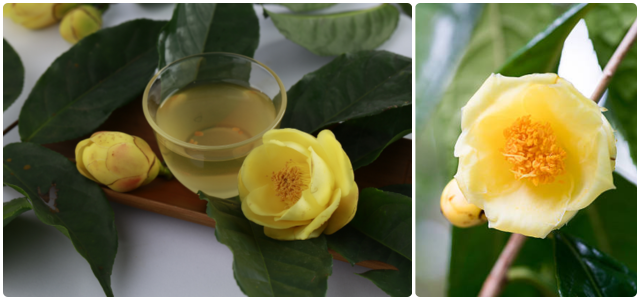 Một loại trà sạch với màu nước tự nhiên (ảnh minh hoạ)